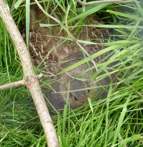 Having wiped the late clean, she's going for broke.