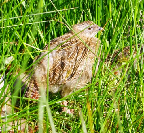 Looking good - seven and a half weeks old.