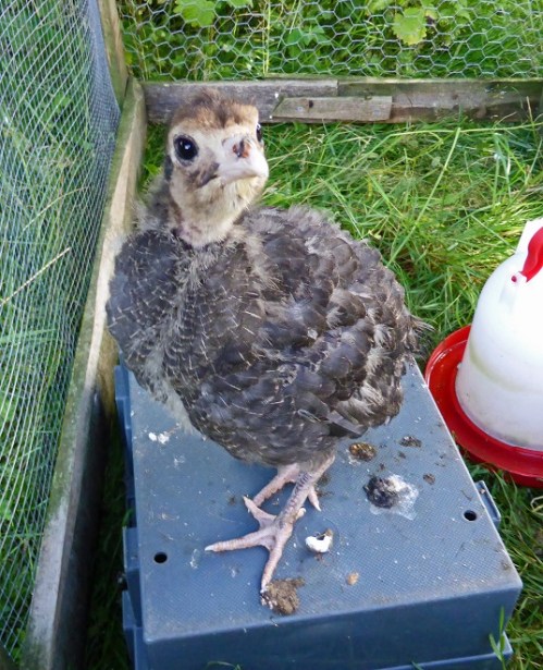 Stupid, but oddly appealling.