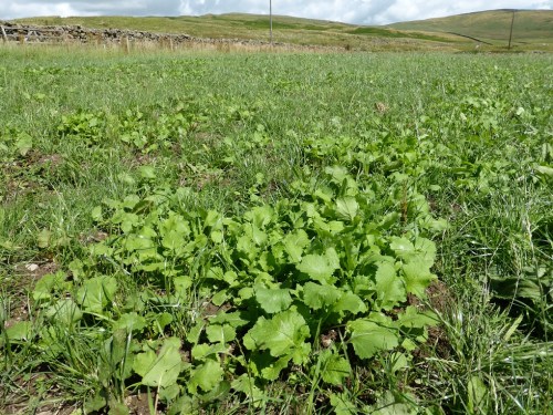 Pumped up on Nitrogen