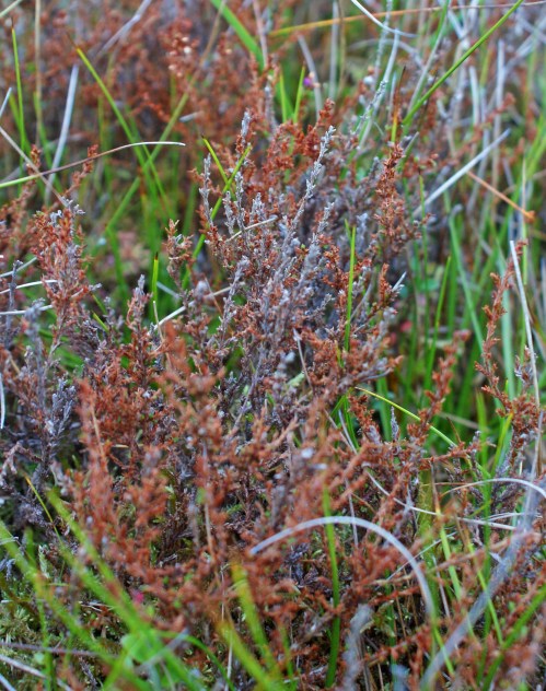 Turning from red to grey - these plants are knackered.
