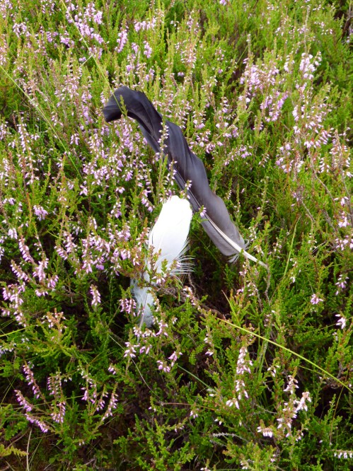 Litter louts - moulting blackcock in Perthshire