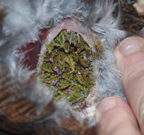 No prizes for guessing what this bird has been eating.