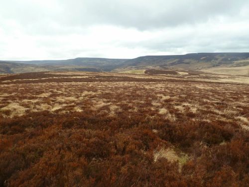 Foxy heather at Howden Moor - the result of a cold spell.