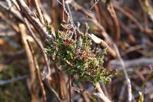 Growth from heather cut with a strimmer a few months before.