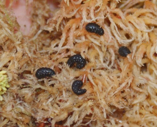 Heather beetle larvae in pupal stages