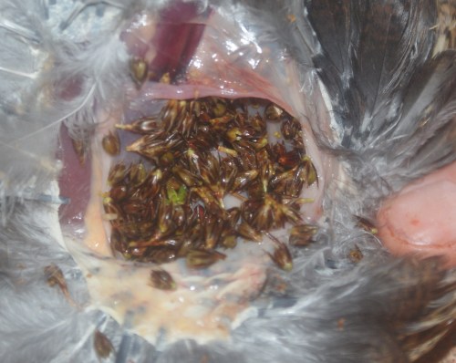 Rush seeds fill this bird's crop