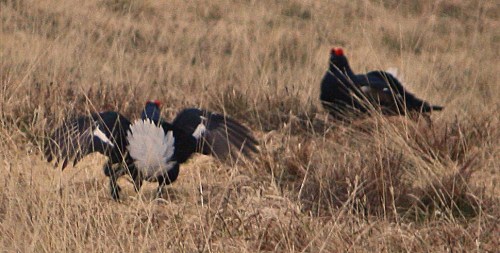 Quick, ring the RSPB!