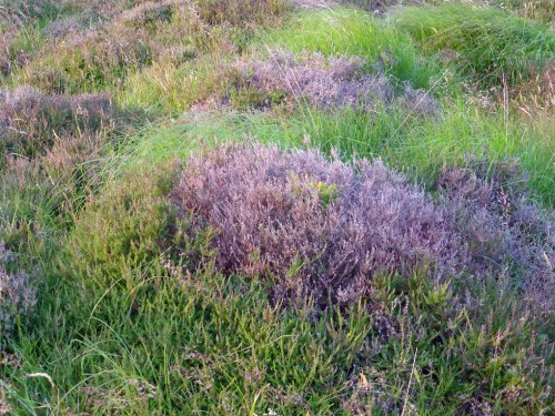 Frosting, as opposed to beetle