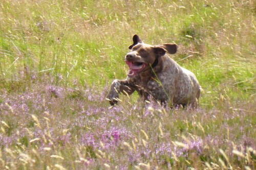 Pounding through the heather