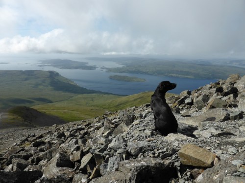 The dog feeling embarrased by being asked to pose.