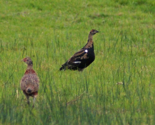 No doubting this bird's sex - with pheasant poult for comparison.