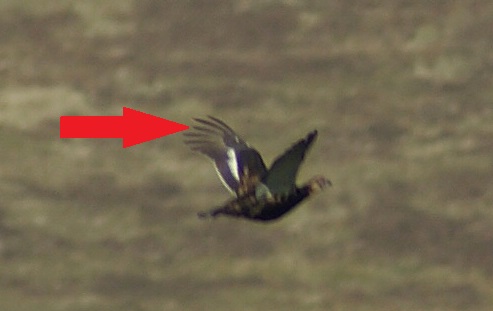 A short third primary tells a story.