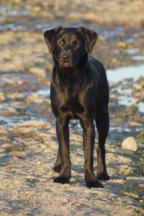 The apple of her master's eye.