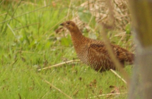 One of the Chayne's redder greyhens