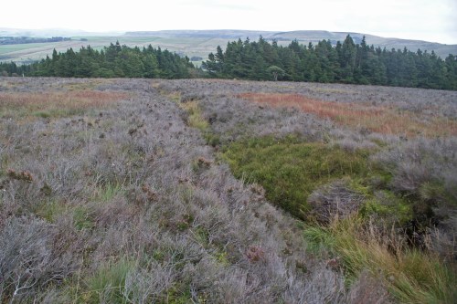 Devastated moorland in the Peak District: the world of heather beetles