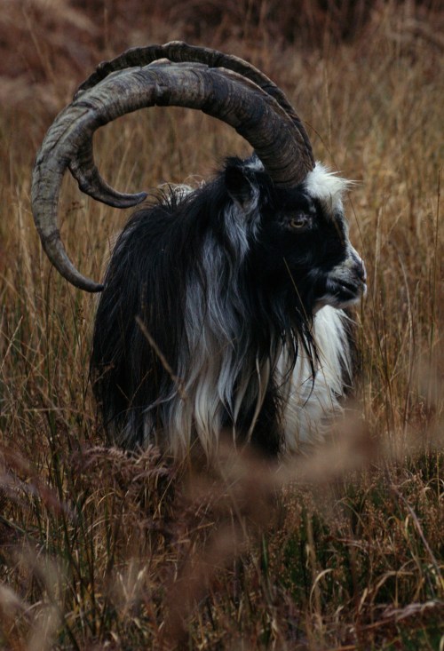 Billy goat at Clatteringshaws