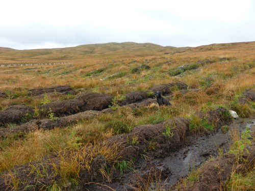 A new plantation is a fantastic thing