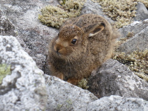 The range of blue hares has declined
