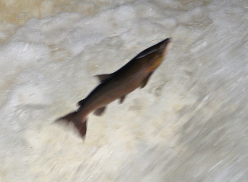 A different creature altogether