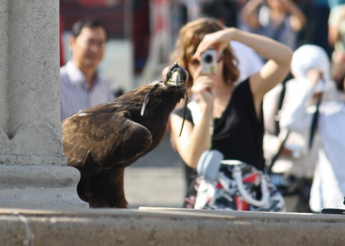 A golden eagle being admired on "eagle hill" in Edinburgh? No, Budapest.