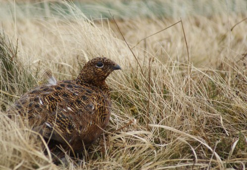 Profit in a late winter