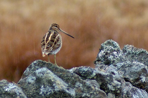 Buzzing with excitement