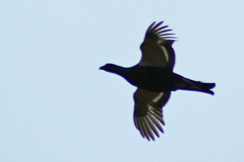 Can we think of black grouse as stock?