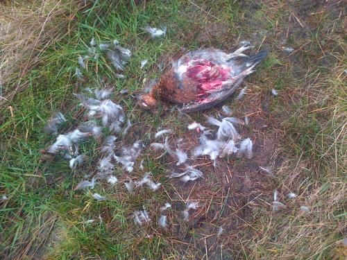 The remains of a goshawk's lunch.