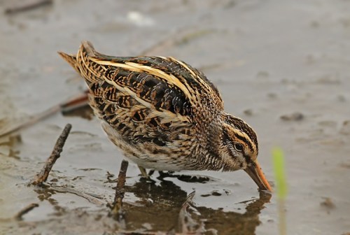 Jack snipe (uk400clubrarebirdalert.blogspot.com)