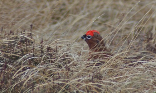 A Langholm grouse