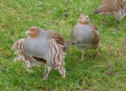 Windblown partridges