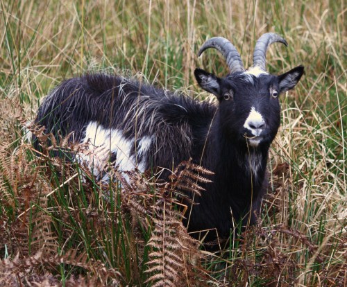 The Forestry Commission is proud of  its goats today.
