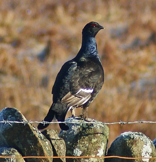 A fine young blackcock on a frosty March morning. Is there any better sight in the world?