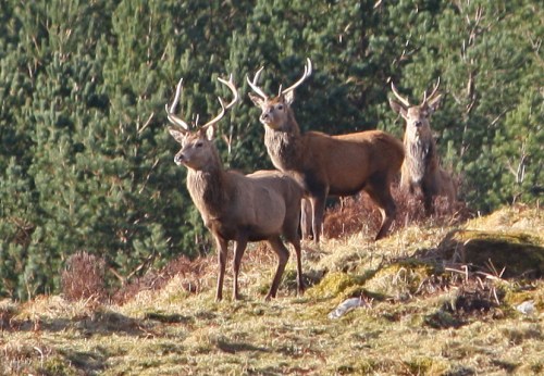 Stags at Croick