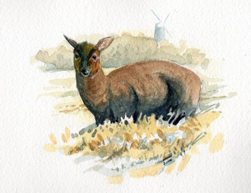 A muntjac doe by Burnham Market.