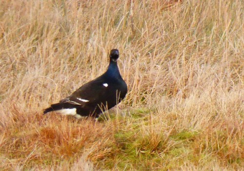 A young bird at Cow Green