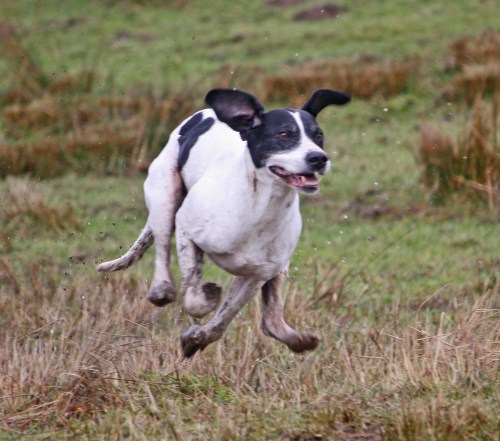 Oscar at full speed.