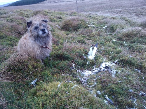 The terrier overlooks the scene of the crime.