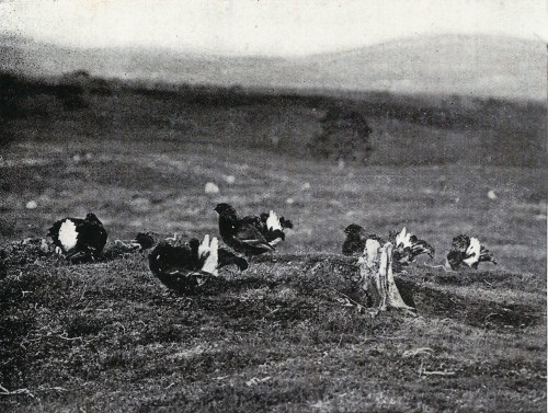 Black in the old days