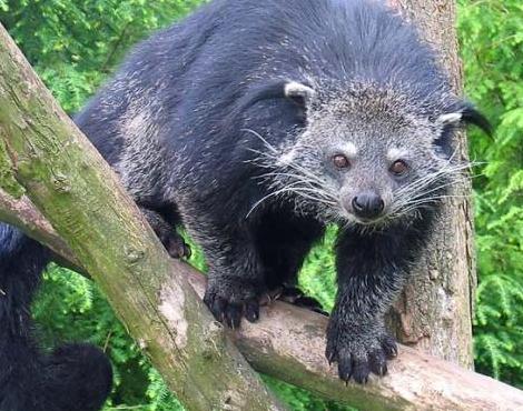 A binturong. The one I saw was asleep, obviously.