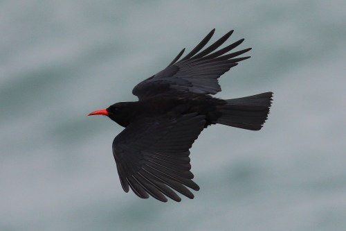 A Manx chough (picture Peter Moore)