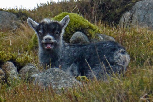 Quite an appealing little item