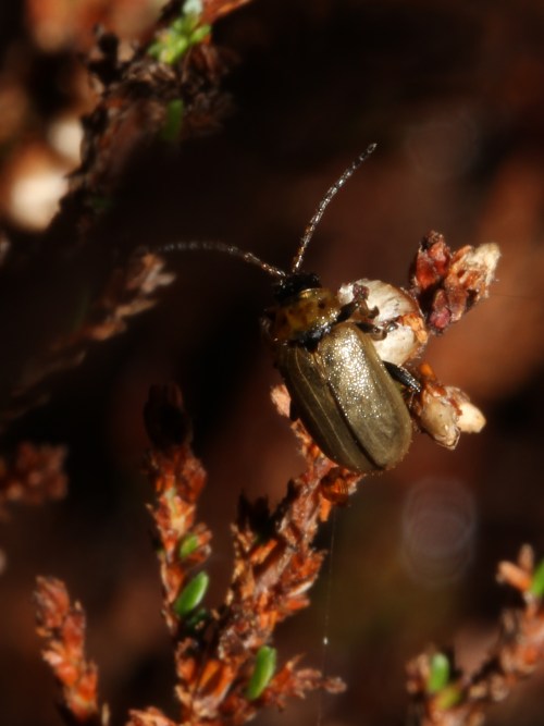 Keep your eyes on the undergrowth - pic: Lynda Lambert via Heather Trust