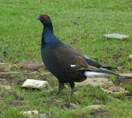 A young cock lights up the morning.