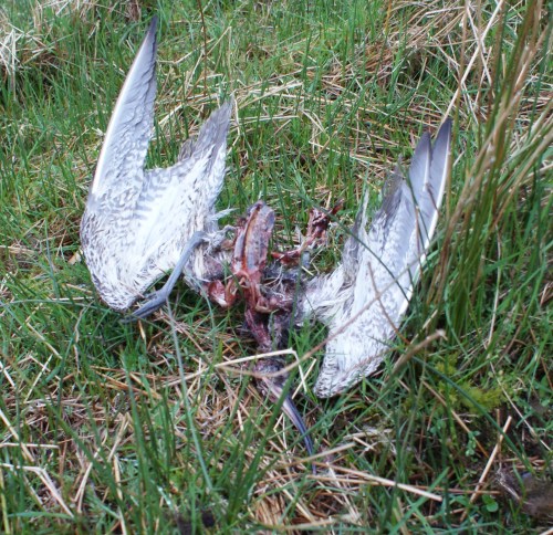 A sorry sight: the remains of a curlew.