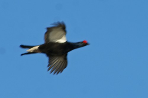 A blurry picture from earlier in the week, but almost precisely the same angle as the bird I saw this morning.