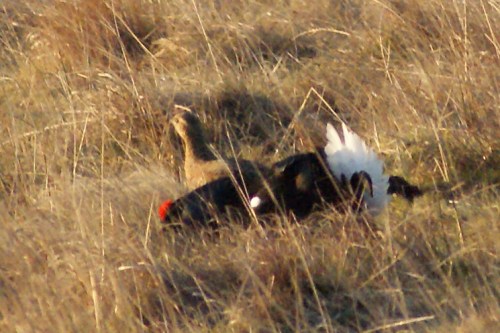A visiting greyhen yesterday morning