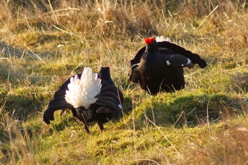 Two of the nearest cocks this morning.