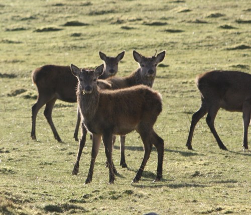 Young reds on Croick